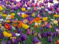 0929-1740 Floriade (1050105)